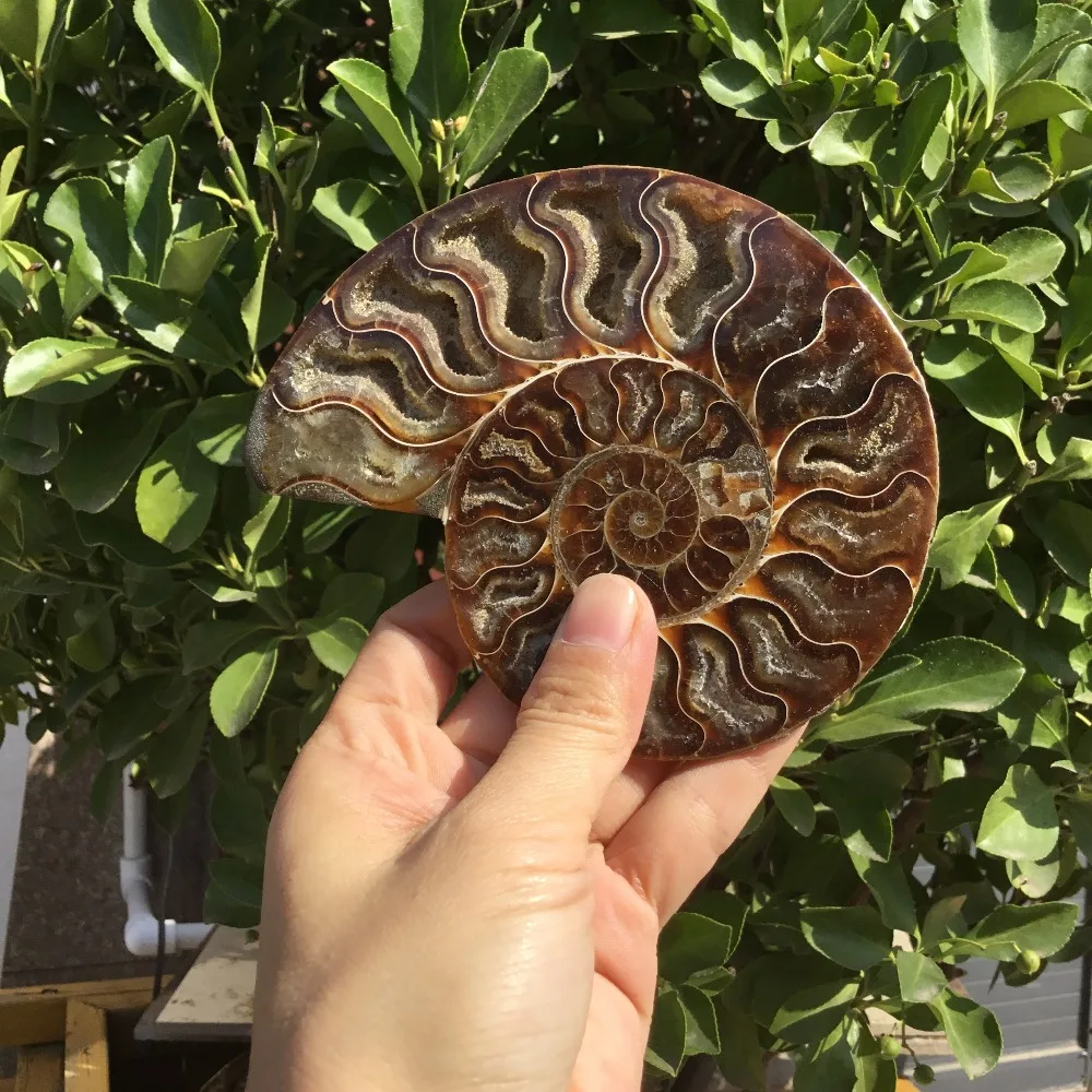

Natural Beautiful Ammonite Fossils Jade Slices Ornaments