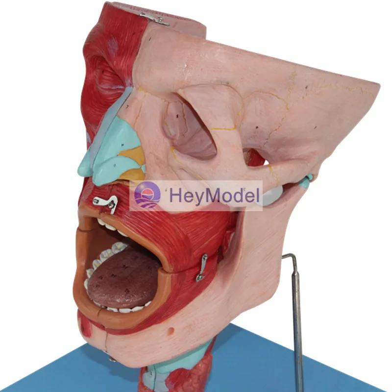 Назальная ротовая фармацевтическая ГОРЛОВАЯ модель HeyModel|anatomy model|anatomy muscleanatomy muscle