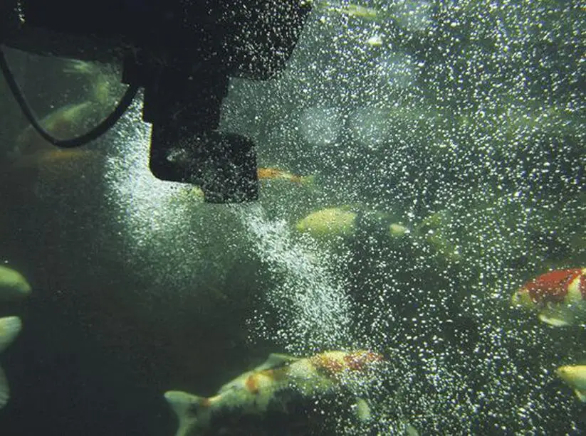 Немецкий oase Swimskim CWS fish pond skimmer водный Очиститель Поверхности мусора для пруда