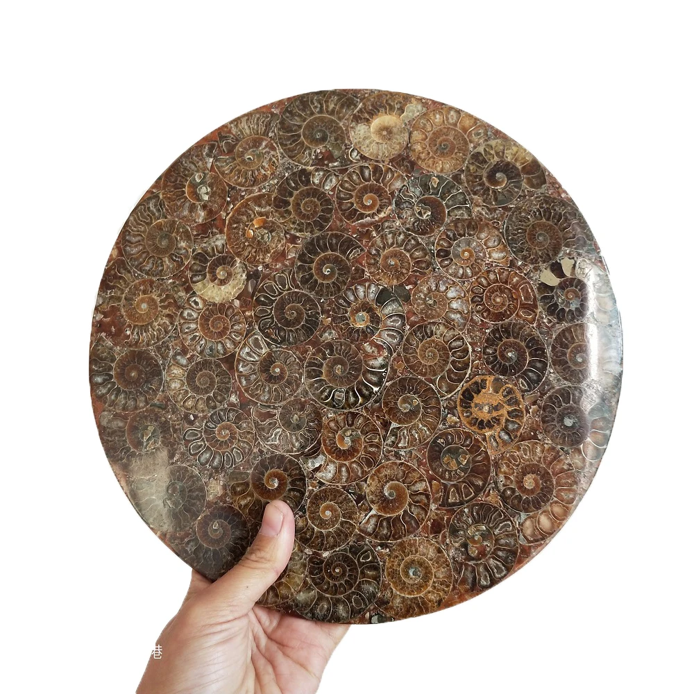 Ammonite Fossil Slice Plate Natura Shell a compassl MADAGASCAR FOSSIL SPECIMEN HEALING fashion wedding decoration