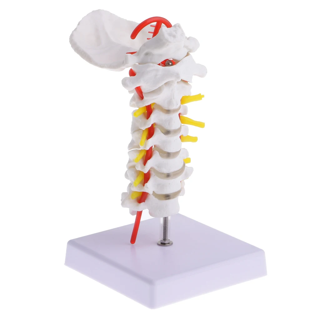 

Learning Resources 1:1 Human Cervical Vertebra Carotid Model Lab Ornament