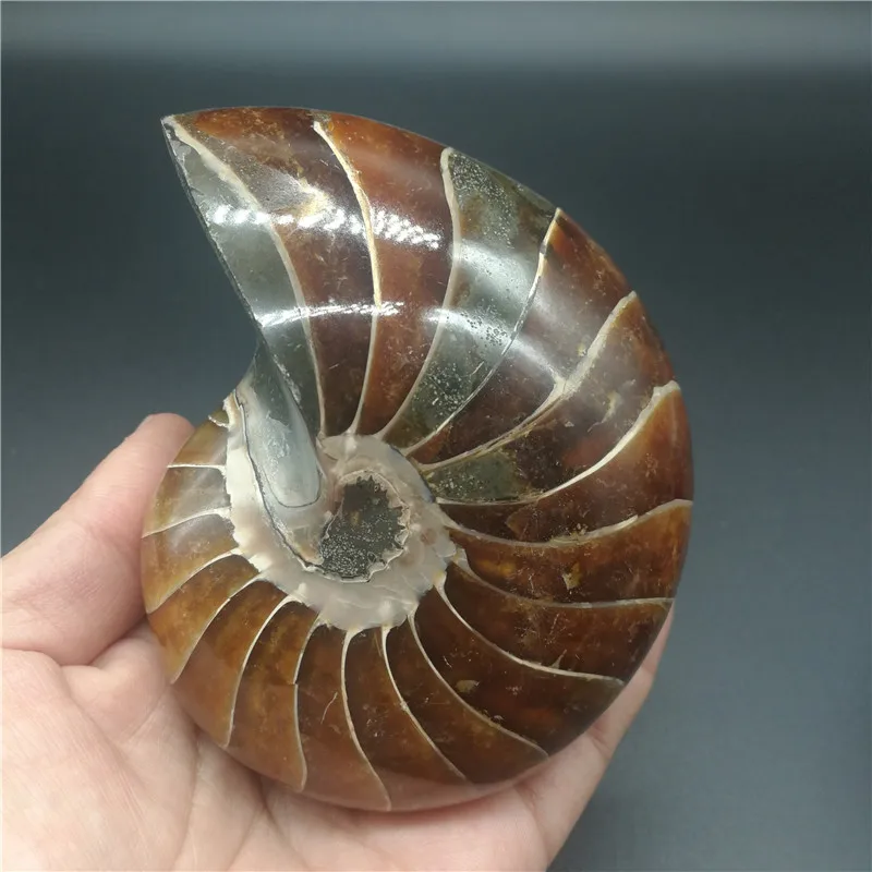 Натуральный аммонит ископаемый камень горячая Распродажа Conch образец красивый