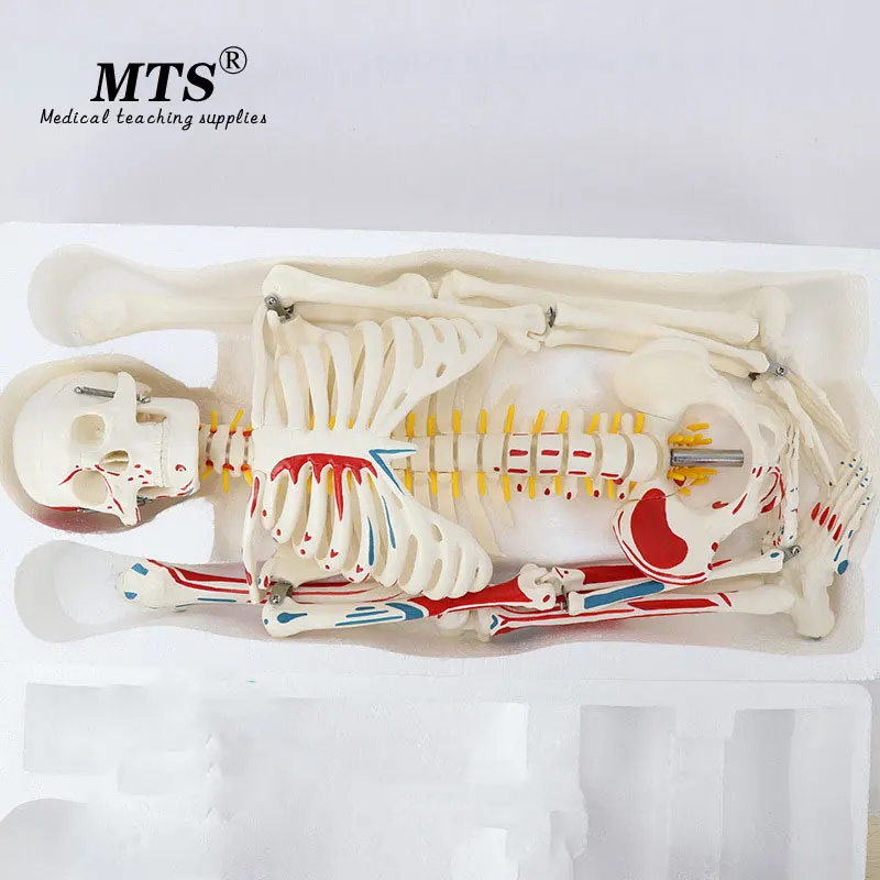 Модель скелета из ПВХ 85 см с мышечной системой медицинская обучающая модель