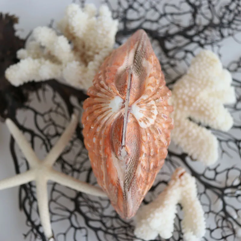 Бесплатная доставка (1 шт./лот) большой желтый гребешок натуральный корпус и