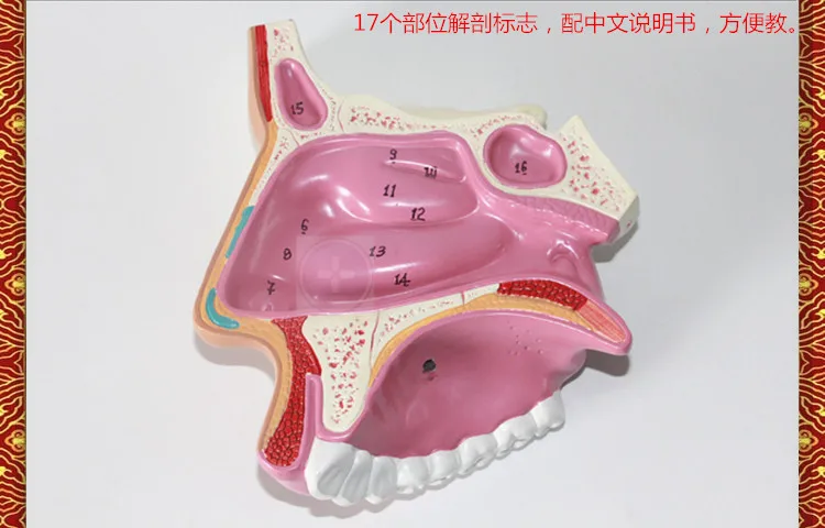 Анатомическая модель скелета человеческого рта носовая полость Анатомия