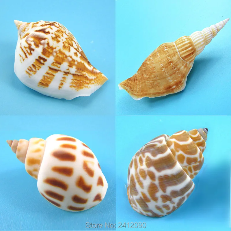 Природные белые морские раковины Желтые пляжные улитки ремесло аквариум пейзаж