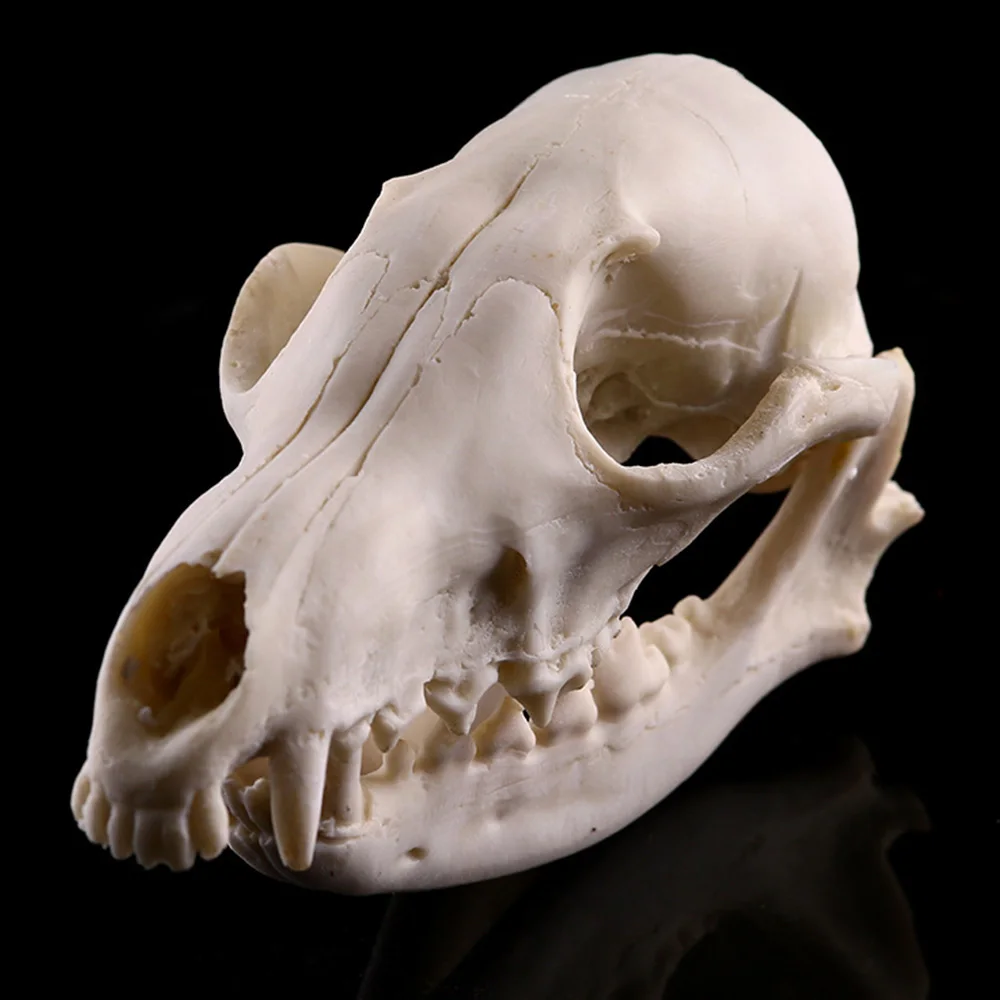 Изделия из смолы череп динозавра Fossil обучение скелет модель Хэллоуин домашний офис Хэллоуин украшения