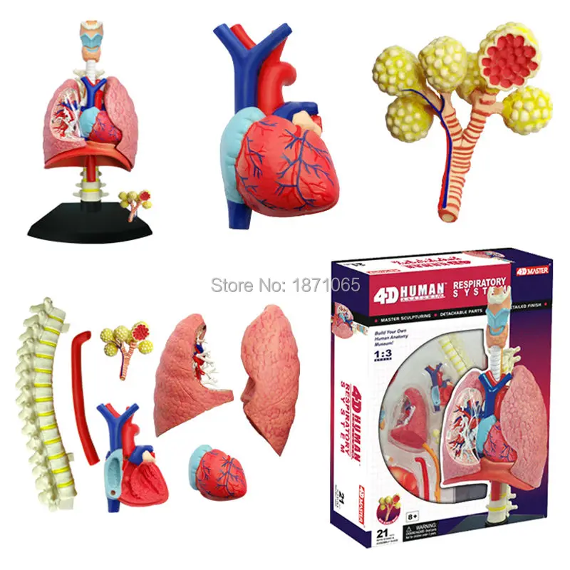 4D Master модель анатомии кожи медицинская голова человека фотоэлемент