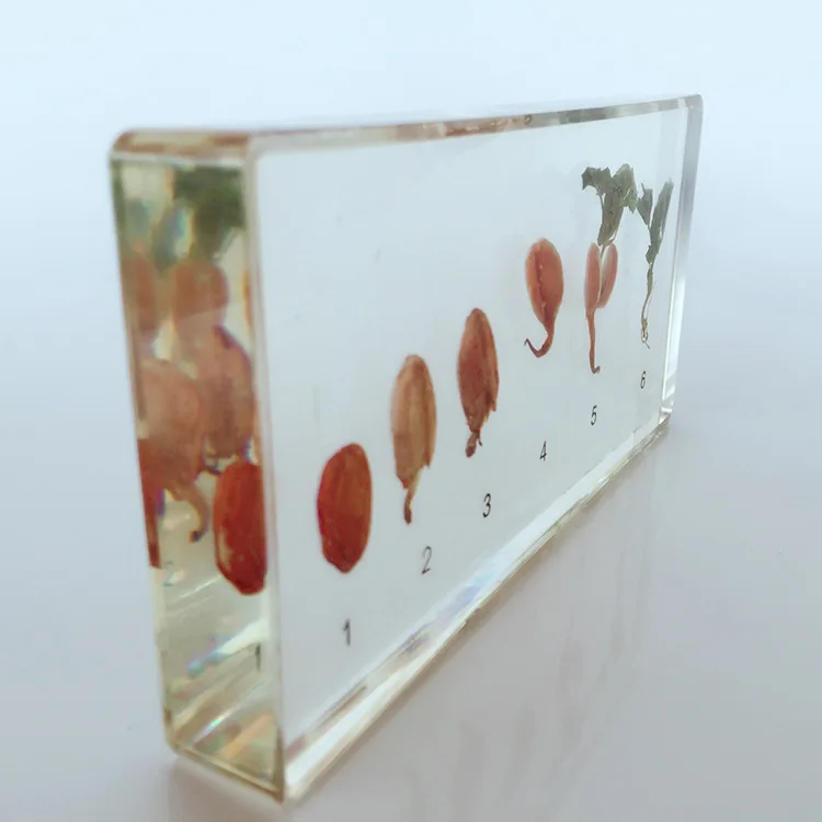 Peanut Germination and Growth Process Embedded Specimen Real Plant History Specimens Models Biology Botany Teaching Aids | Канцтовары
