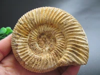 top rare natural douvilleiceras ammonite fossil conch reiki healing fengshui crystal stones natural stone and minerals280g