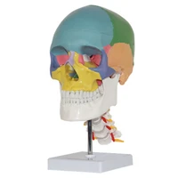 color human adult skull model with cervical medical use art painting human skeleton 201429cm pvc material