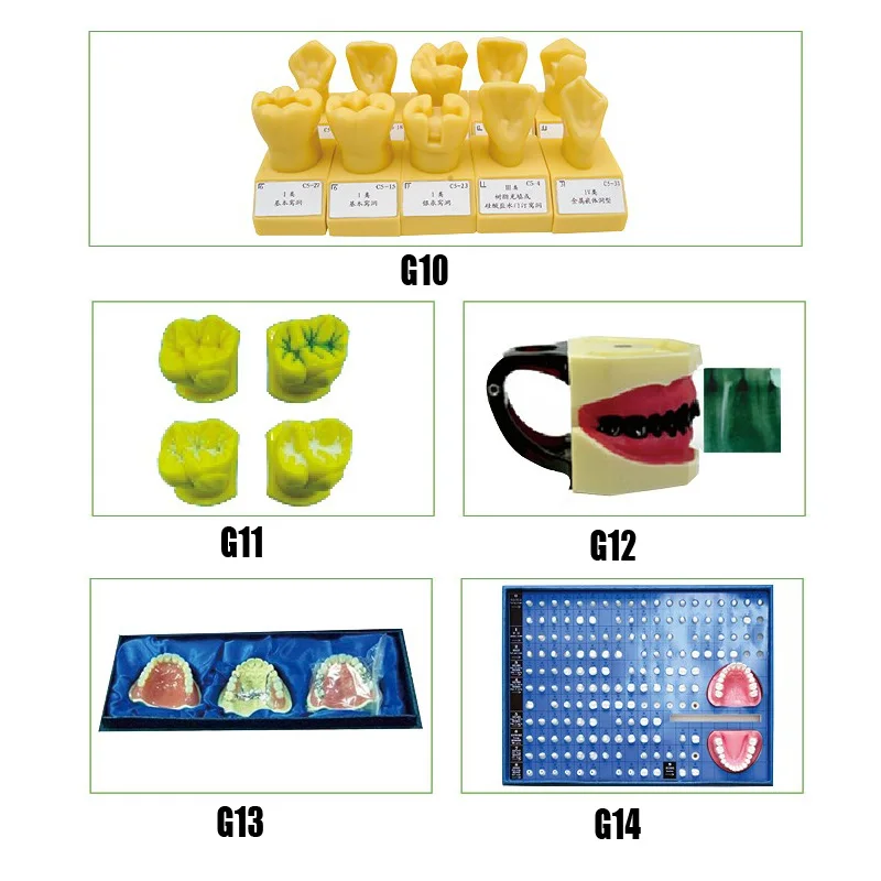 

Single color Cavity Preparation dental teeth model Oral X-Ray Model Prosthodontic Model and Teeth Preparation