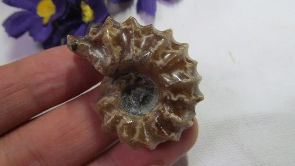 Супер топ! Полированный &quotКозья Горн&quot Douvilleiceras аммония Fossil образец 20G 30G