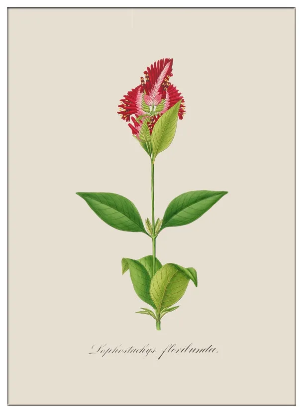 Тропические листья растений Холст Искусство Печать HD печать плакат современный