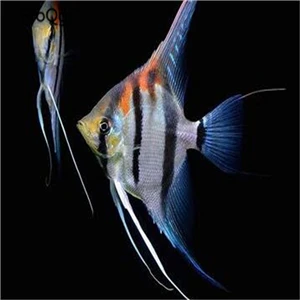 50 шт набор мраморный топорик - Цвет: Marbled hatchetfish