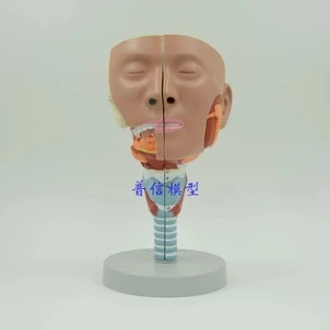 Анатомическая модель горла, язык, мускулы, рот, нос, глотка, модель мускулов, бесплатная доставка