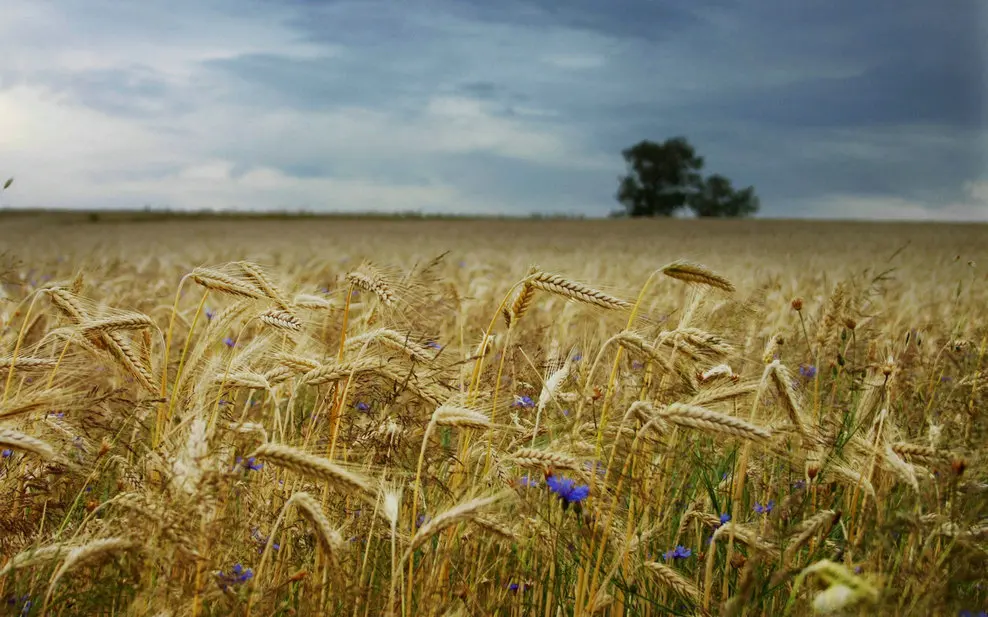

autumn Cornfield backdrop High quality Computer print party photography backgrounds