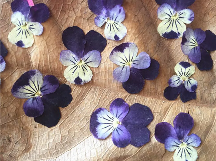 120 шт прессованный высушенный 1 5 2 см Viola триколор L. Цветочная фотография для