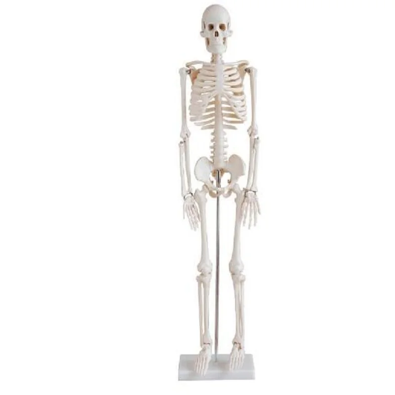 Высококачественная медицинская модель скелета 85 см | Канцтовары для офиса и дома