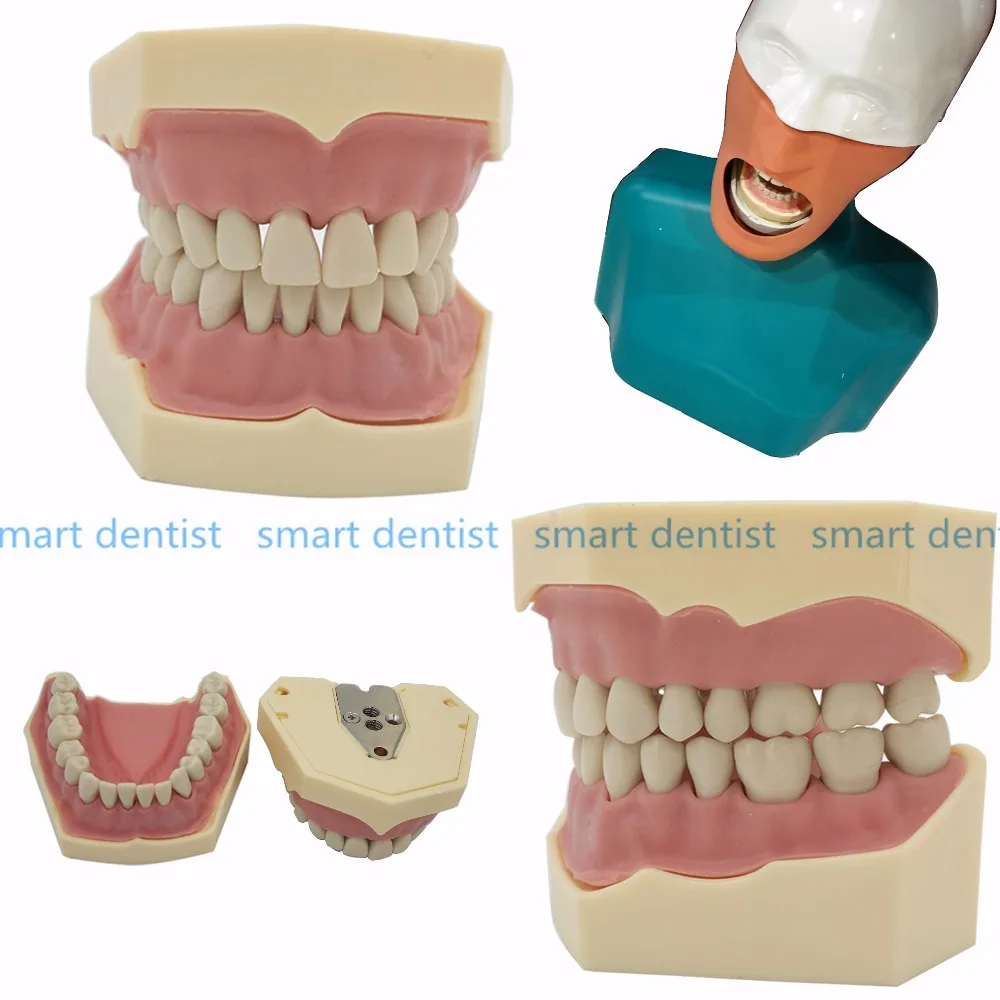 Dental Soft Gum Teeth Model Removable 28pc/32pc Teeth NISSIN 200 KAVO head model Compatible dentist teaching learni