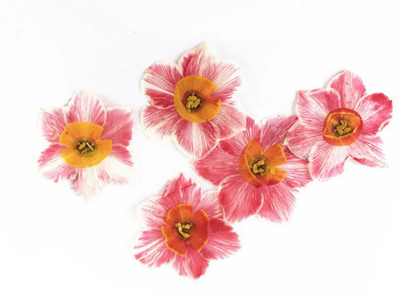 80 шт. 4 см прессованный высушенный нарциссы цветы гербарий из растений для