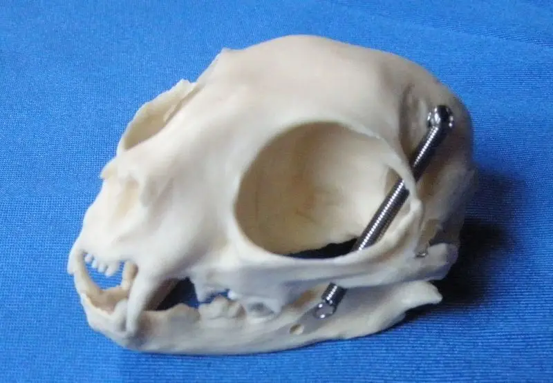 С принтом головa кота Bone модель скелета черепа кошки анатомическая для