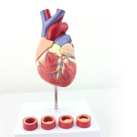 life size human heart anatomy model with 4 stage vascular mounted on white base cardiac learn