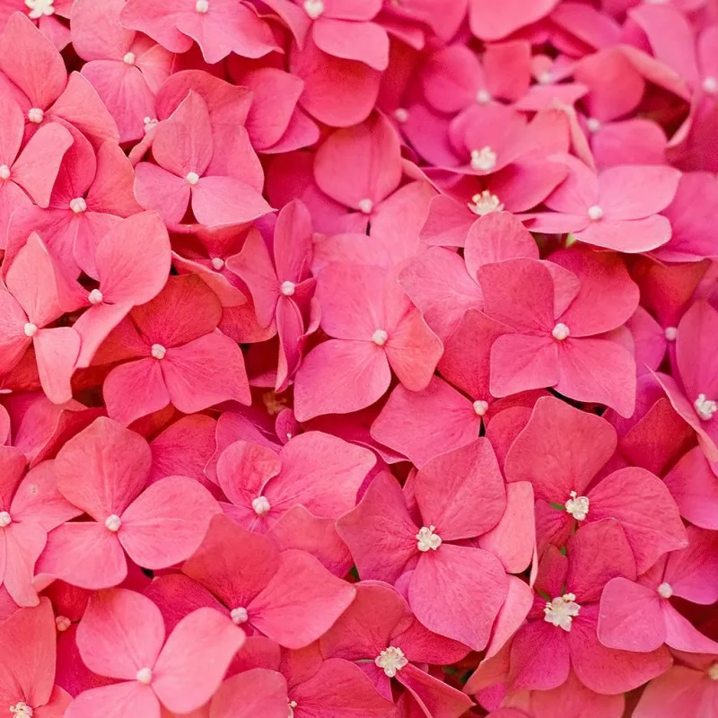 Бесплатная доставка красивые обои для пола с розовыми лепестками