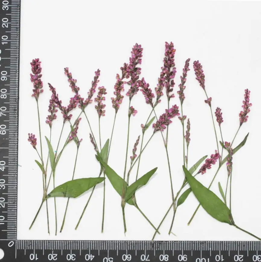 120 шт сушеные спрессованные цветы Ludwigia prostrata Roxb. Для эпоксидной смолы кулон из смолы ожерелье ювелирных изделий ремесло DIY аксессуары