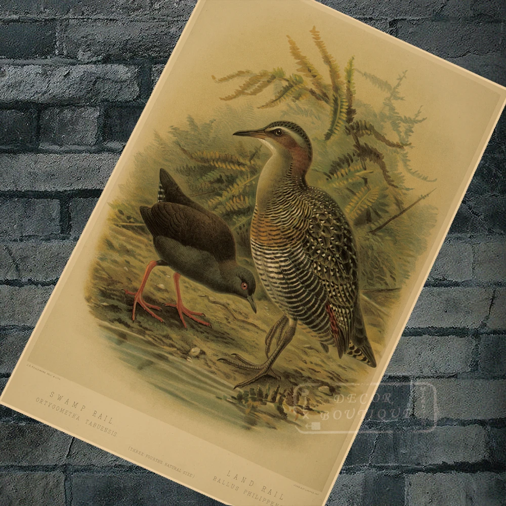 Новая Зеландия NZ Native Birds серия голубь путешествия классические настенные