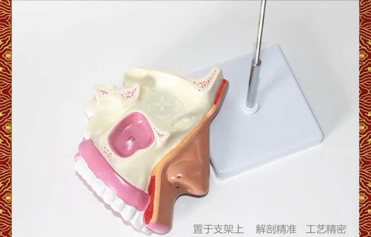 Анатомическая модель скелета человеческого рта носовая полость Анатомия