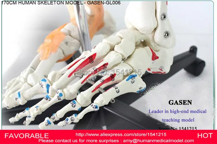 Человеческий анатомический 170 см мышечный скелет модель передового тела