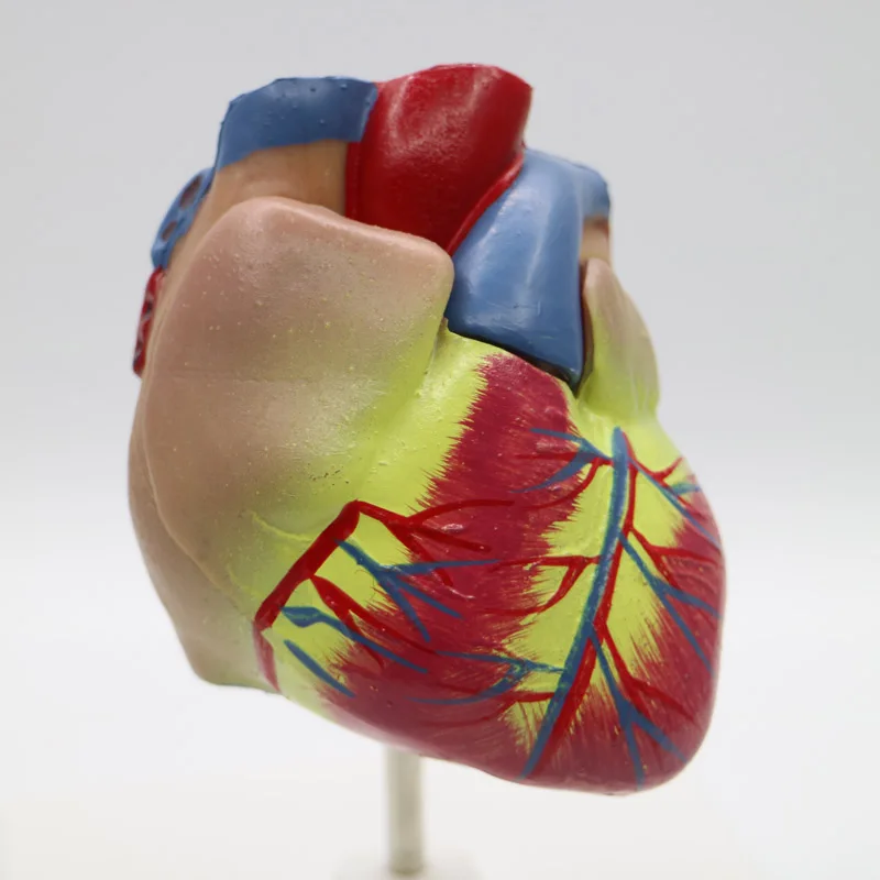 2 шт 1 + 3 раза большой ПВХ сердечная Анатомия сердца модель медицинский обучающий