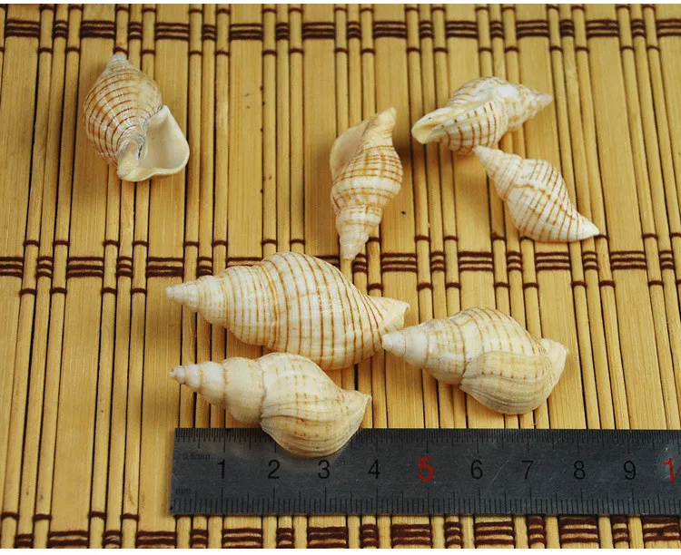 

24pcs/lot crafts material natural Conch Tower spin whelks 4-5cm Platform Aquarium aquarium decoration