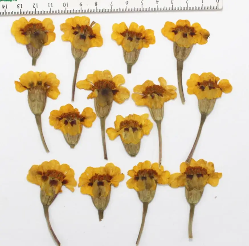 250 шт. прессованный высушенный Tagetes patula L. Цветочные растения гербарий для