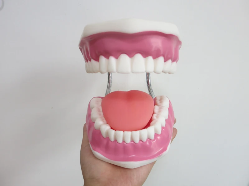 Высокое качество 6 раз большие зубы Модель Стоматологическая модель Специальное