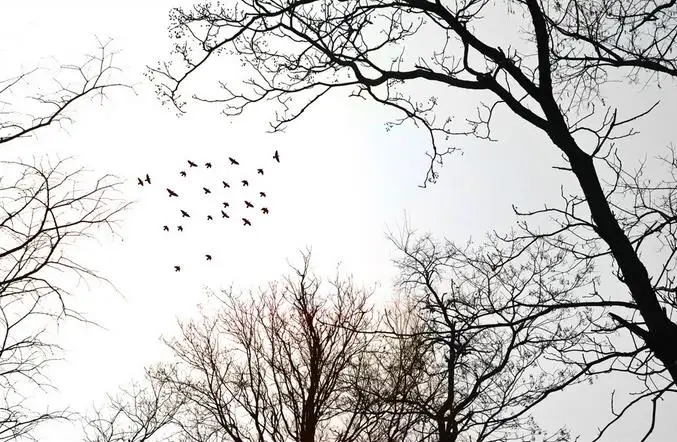 Фото пол обои 3d стереоскопический небо птицы ветка потолок Френки ПВХ