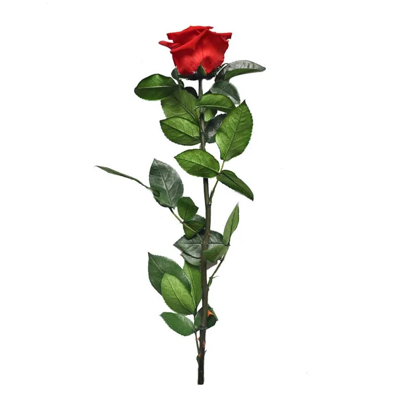 4-5 см Length30CM Красота и чудовище навсегда Роза натуральный сухой сохранились