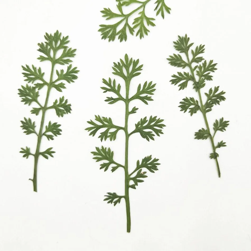 60 шт прессованный высушенный Soliva Anthemifolia листья цветок гербарий из растений