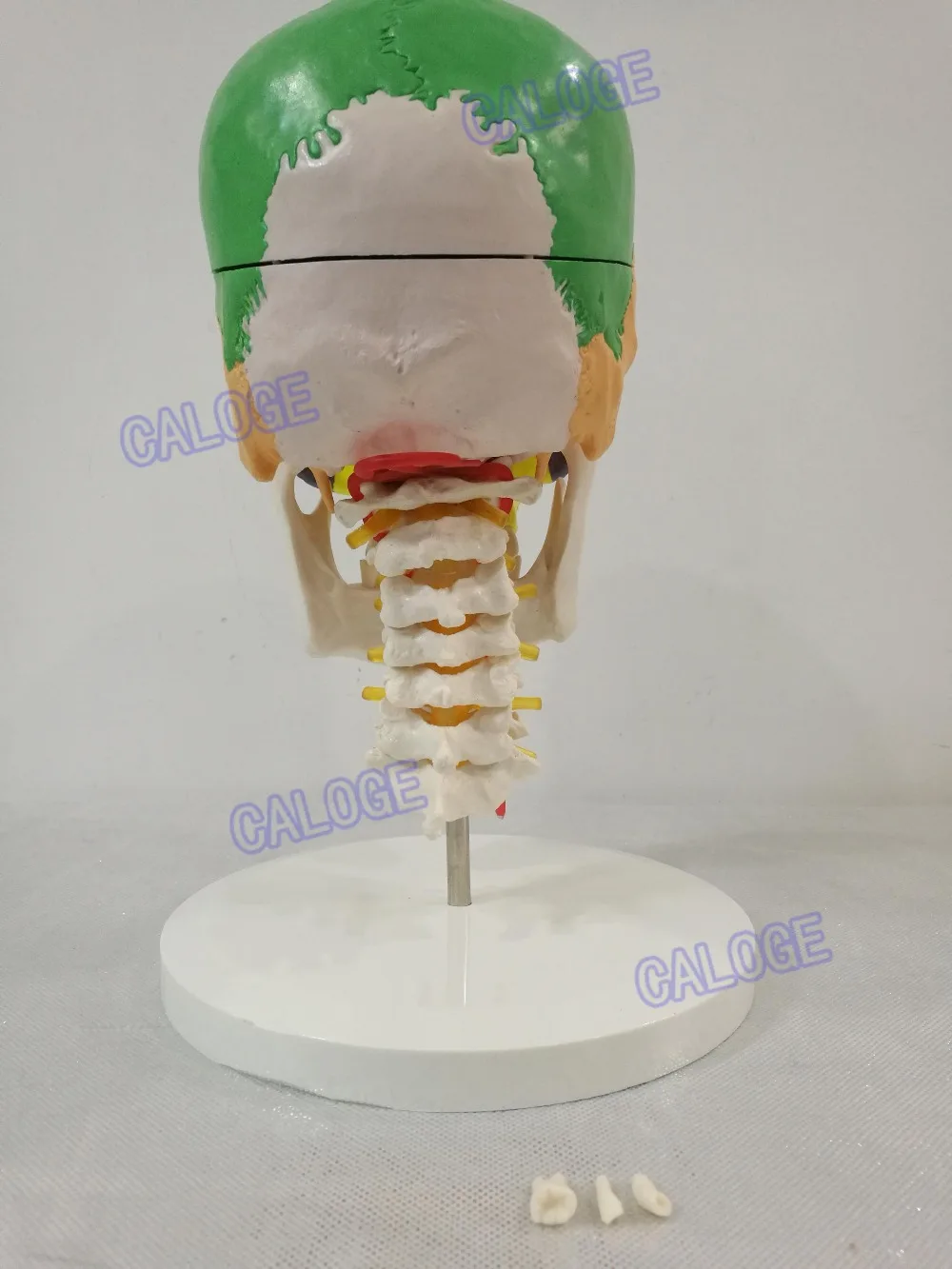 Бесплатная доставка и модель черепа в масштабе 1:1 с сечением 7 шейного