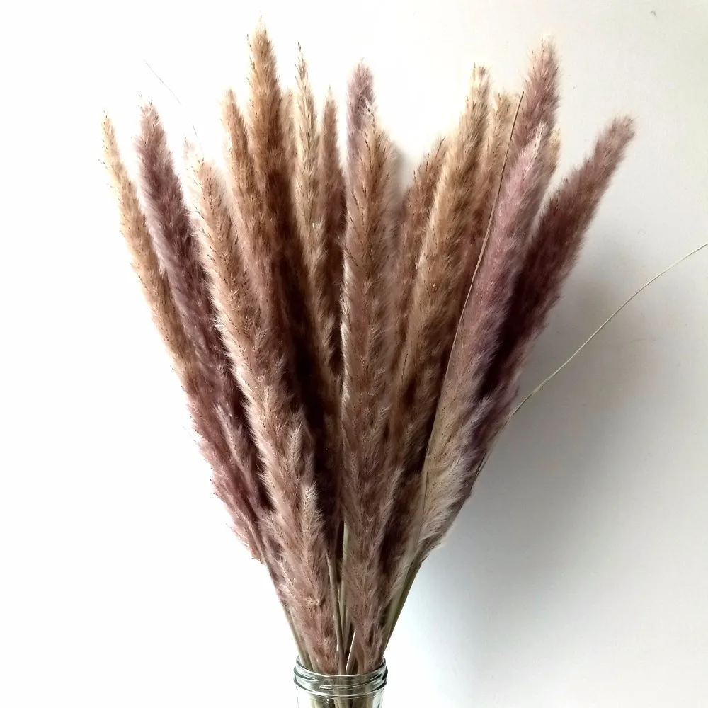 Dongliflower Натуральные Сушеные маленькие пампасы трава Phragmites Communis Тростниковое