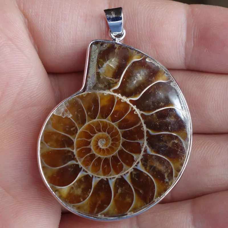 10 шт Бесплатная доставка настоящий аммонит окаменелости оболочки