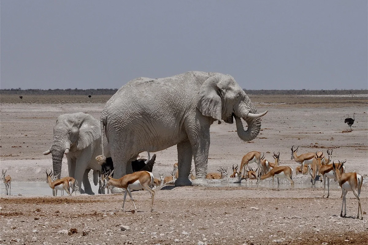 

Обычный парусиновая ткань с принтом плакат Слоны газели PDW43 для украшения стен комнаты Декор для дома (рамка в наличии)