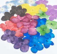 100pcs pressed dried absorbed dyed hydrangea macrophylla flower plants herbarium for jewelry phone case bookmark postcarddiy