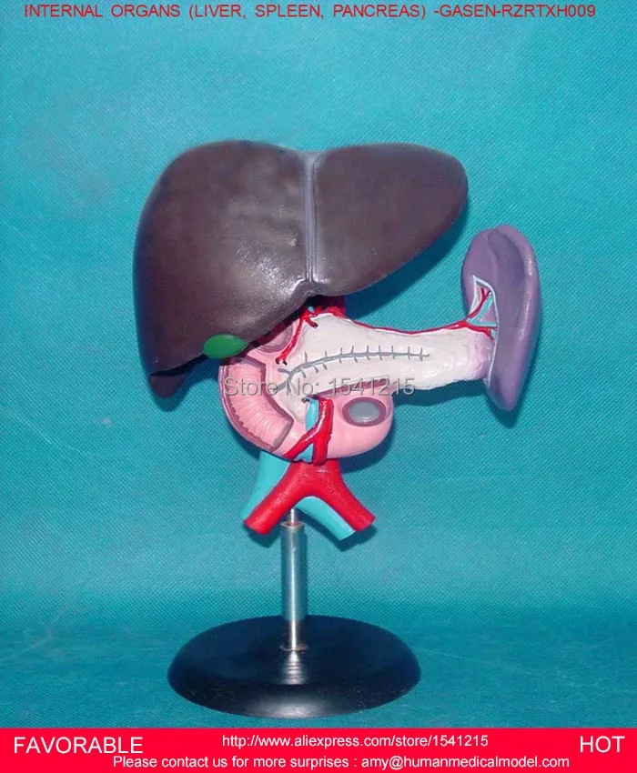 NATUR VITAL ORGAN анатомическая модель человеческой печени медицинское обучение