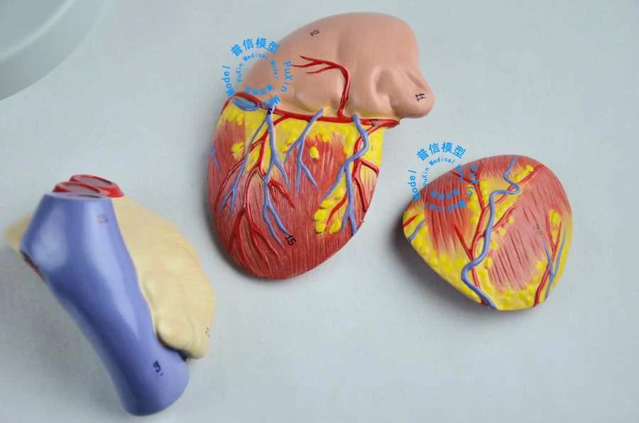 Бесплатная доставка и модель сердечной анатомии кардиоваскулярная
