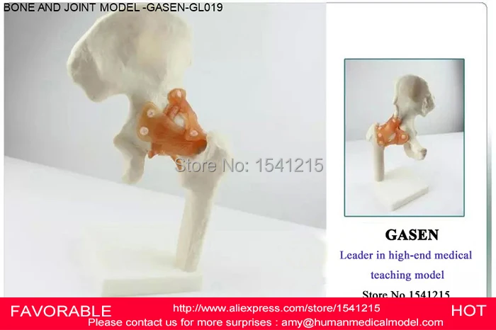 Медицинская Анатомия человека модель скелета бедра кости и суставов движение