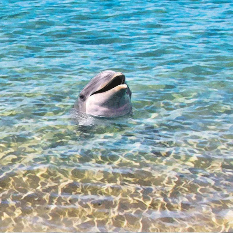 Пользовательские этаж росписи современный летние пляжные ракушками и морскими