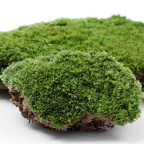 

Home Party Decoration Artificial Green Grass Moss Plant Ornament Miniature