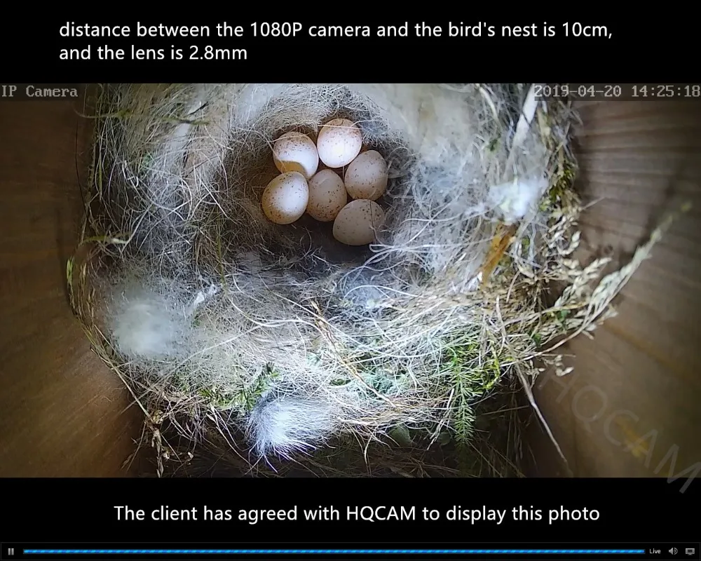 HQCAM аудио 720P 960P 1080P ночное видение открытый wifi IP камера гнездо наблюдения за птицами камера wifi Водонепроницаемая камера пикап camhi